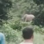 उत्तराखंड- हाथी ने ग्रामीण को पटक-पटककर मारा, परिजनों का रो-रोकर बुरा हाल