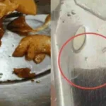 दून यूनिवर्सिटी के गर्ल्स हॉस्टल की मेस में हंगामा, सलाद में मिला स्नेल और कीड़ा