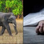 खेतों के पास हाथी ने ग्रामीण पर किया हमला, अस्पताल में इलाज के दौरान मौत – Param Satya