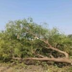 ऋषिकेश बाईपास के लिए 3,998 पेड़ों पर संकट, विकास के नाम पर फिर कटेगी हरियाली –